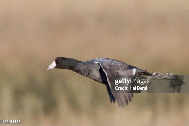 american coot flying - amerikanisches blässhuhn stock-fotos und bilder