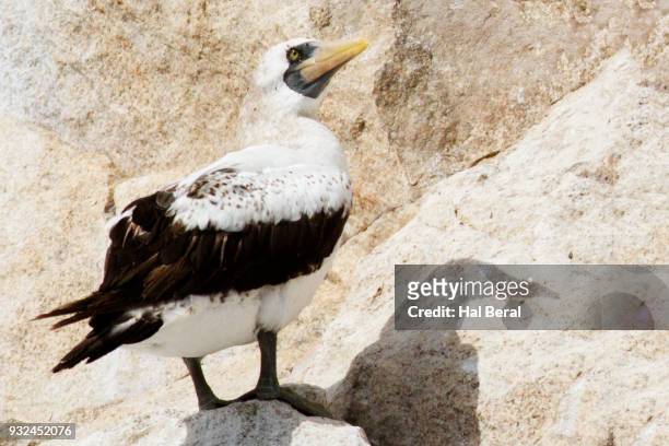 masled booby perched on cliff - bubis fotografías e imágenes de stock