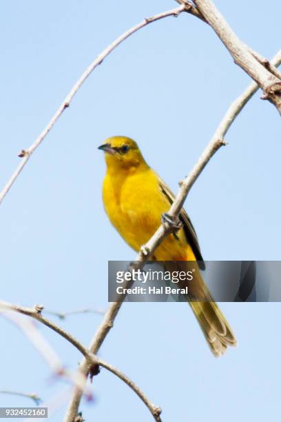 yellow warbler - chipe amarillo fotografías e imágenes de stock