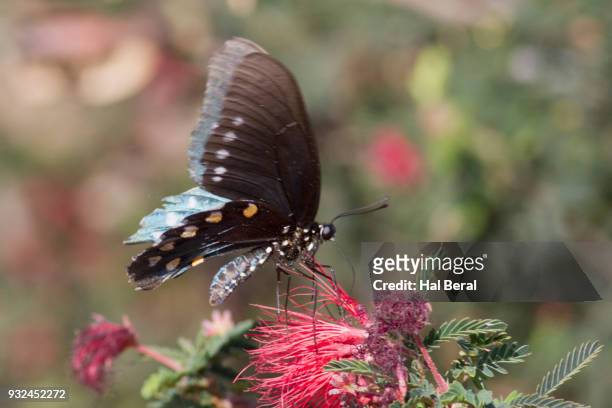 pipevine swallowtail butterfly - pipevine swallowtail butterfly stock pictures, royalty-free photos & images