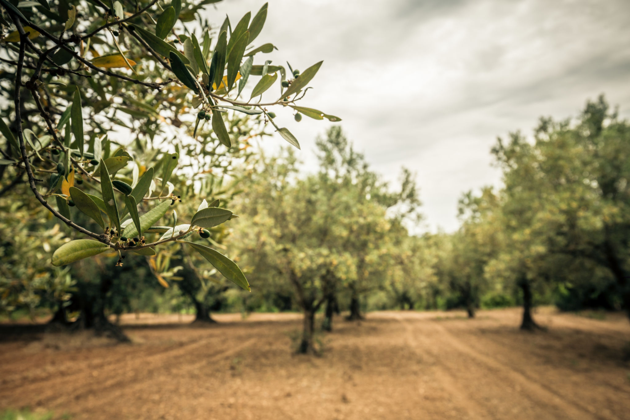 olive harvest