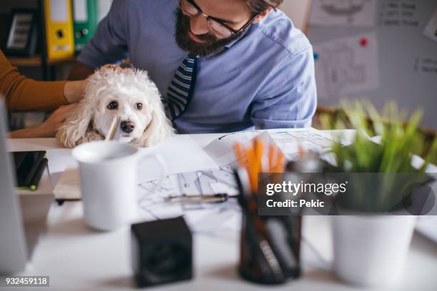 small pet friendly office - dog pad stock pictures, royalty-free photos & images