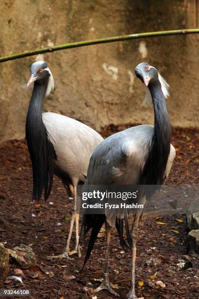 demoiselle cranes standing in the zoo - demoiselle crane stock pictures, royalty-free photos & images