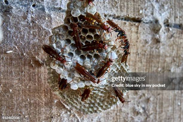 brazilian wasps building a nest. - images of brazilian wax 個照片及圖片檔