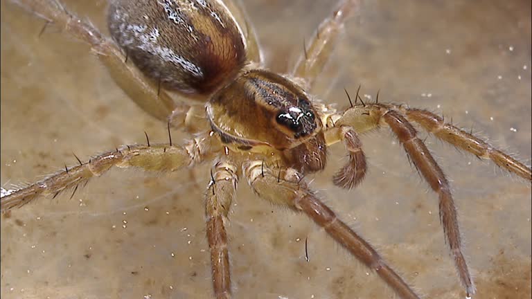 Grey Raft Spiders Raft Spider Videos and HD Footage - Getty Images