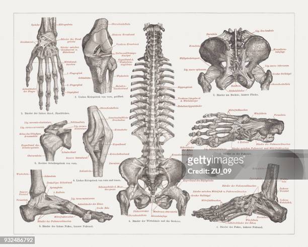 menschlichen bänder, lithographie, veröffentlicht im jahre 1897 - skelett mensch stock-grafiken, -clipart, -cartoons und -symbole