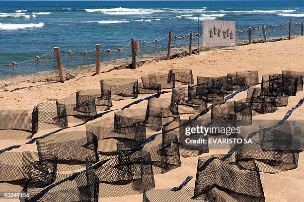 Sea turtle nests are exhibited in the TAMAR Project's Visitor Center in Praia do Forte, Bahia State, on November 13, 2009. The TAMAR Project has...