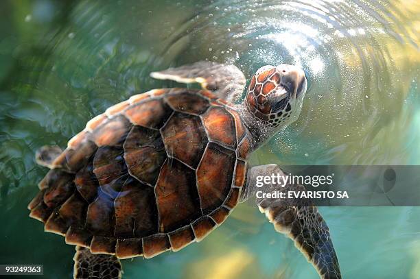 Hawksbill turtle cub swims in an aquarium in the TAMAR Project's Visitor Center in Praia do Forte, Bahia State, on November 13, 2009. The TAMAR...