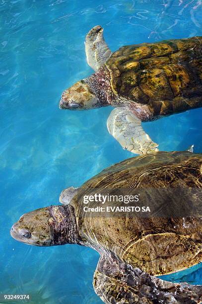 An albino Loggerhead turtle and an Olive Ridley turtle swim in an aquarium in the TAMAR Project's Visitor Center in Praia do Forte, Bahia State, on...