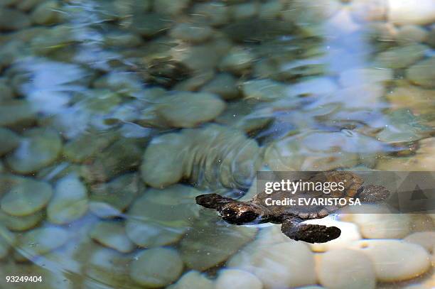 Hawksbill turtle cub swims in an aquarium in the TAMAR Project's Visitor Center in Praia do Forte, Bahia State, on November 13, 2009. The TAMAR...