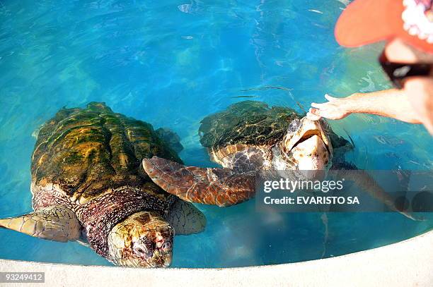 Visitor plays with an albino Loggerhead turtle and an Olive Ridley turtle in an aquarium in the TAMAR Project's Visitor Center in Praia do Forte,...