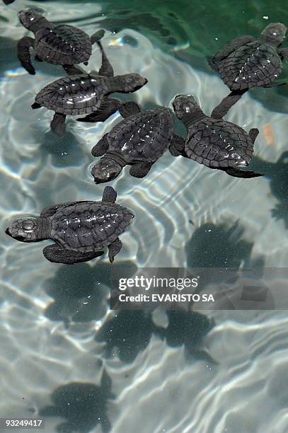 Newborn Olive Ridley turtles swim in an aquarium in the TAMAR Project's Visitor Center in Praia do Forte, Bahia State, on November 13, 2009. The...
