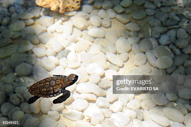 Newborn Hawksbill turtle cub swims in an aquarium in the TAMAR Project's Visitor Center in Praia do Forte, Bahia State, on November 13, 2009. The...