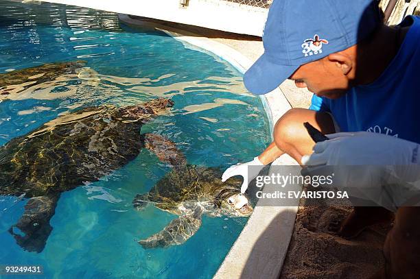 Worker feeds sea turtles in the TAMAR Project's Visitor Center in Praia do Forte, Bahia State, on November 13, 2009. The TAMAR Project has realesed...