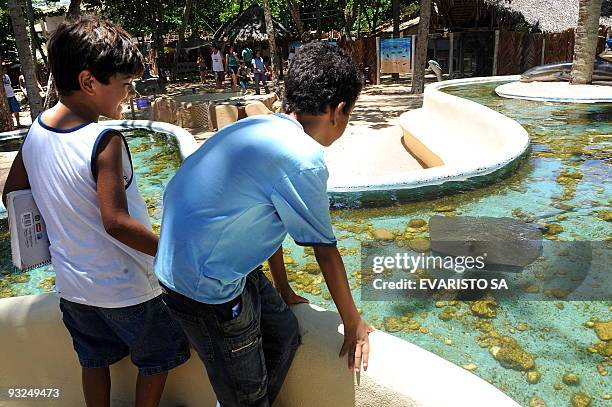 Schoolboys look at a Stingray in an aquarium at the TAMAR Project's Visitor Center in Praia do Forte, Bahia State, on November 13, 2009. The TAMAR...