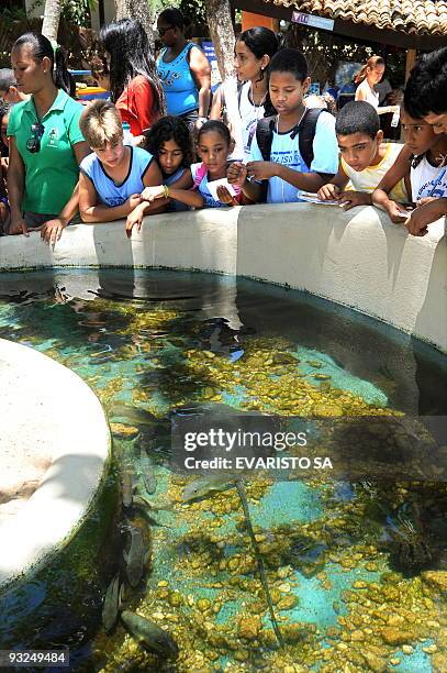 Schoolchildren look at a Stingray in an aquarium at the TAMAR Project's Visitor Center in Praia do Forte, Bahia State, on November 13, 2009. The...