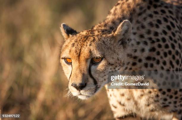 close-up of stalking wild cheetah - stalking stock pictures, royalty-free photos & images