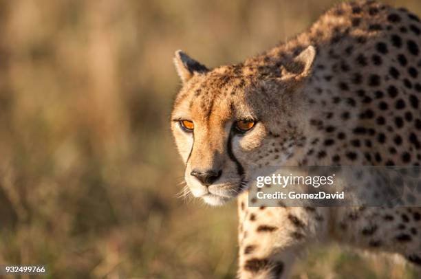 close-up of stalking wild cheetah - stalking stock pictures, royalty-free photos & images