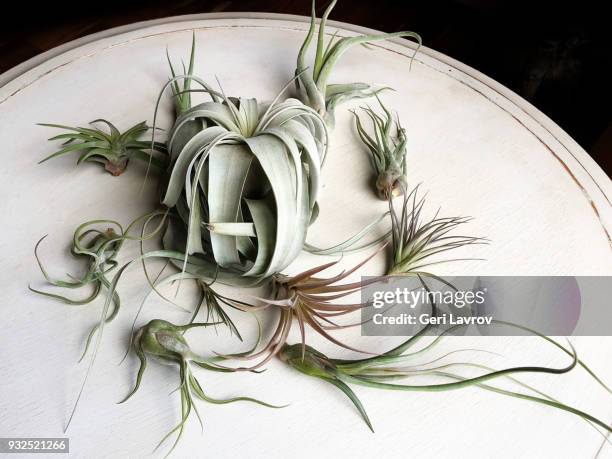 air plants: xerographica air plant with a variety of baileyi air plant - air plant stock pictures, royalty-free photos & images