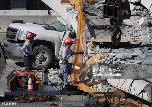Rescue dog and its handler works at the scene where a pedestrian bridge collapsed a few days after it was built over southwest 8th street allowing...