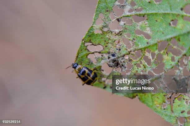 diabrotica speciosa on soybean plant - epidemic imagens e fotografias de stock