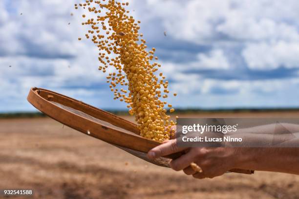 soybean grains - semente - fotografias e filmes do acervo