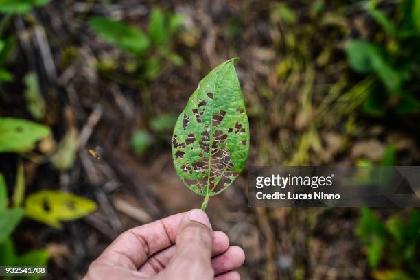 damaged soybean leaf - pest fotografías e imágenes de stock