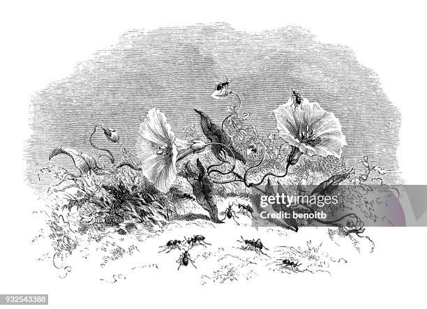 honeypot ants - honey ant stock illustrations