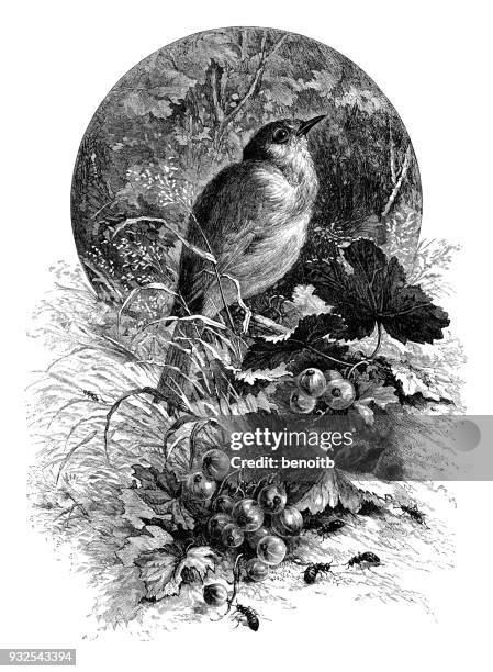 ilustraciones, imágenes clip art, dibujos animados e iconos de stock de ave ruiseñor con hormigas en el bosque - nightingale