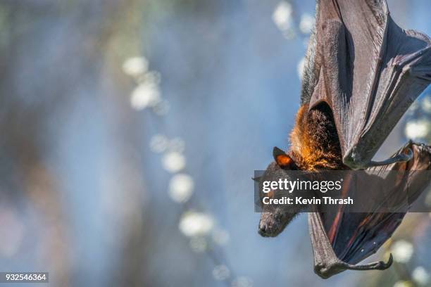 malayan flying fox hanging upside down - bat animal stock pictures, royalty-free photos & images