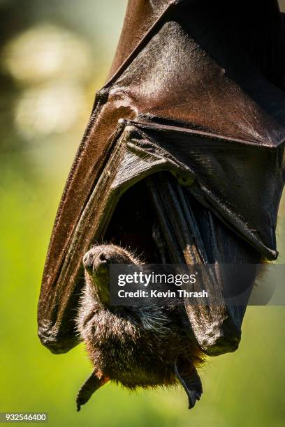 malayan flying fox sleeping - bat mammal stock pictures, royalty-free photos & images