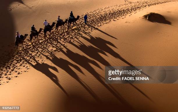 Camels walk on the sand during the "Gallops of Morocco" equestrian race in the desert of Merzouga in the southern Moroccan Sahara desert on March 1,...