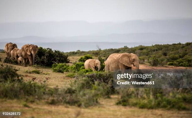 south africa, eastern, cape, addo elephant national park, african elephants, loxodonta africana - addo-elefanten-nationalpark stock-fotos und bilder