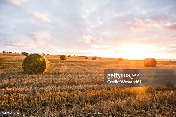 france, normandy, yport, straw bales on field at sunset - stubble stock-fotos und bilder