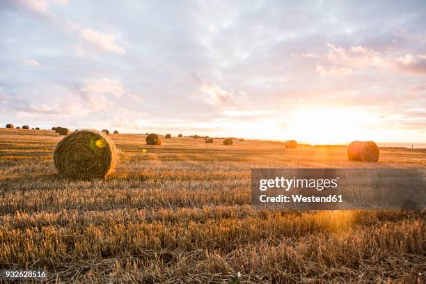 france, normandy, yport, straw bales on field at sunset - stubble imagens e fotografias de stock