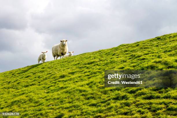 germany, buesum, sheeps on dike - dyke stockfoto's en -beelden