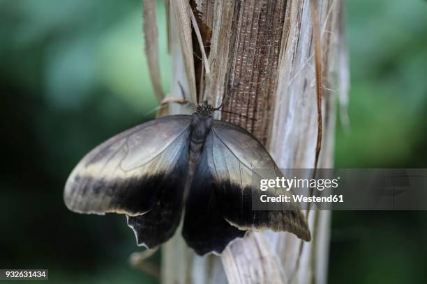 Caligo Language Caligo Photos and Premium High Res Pictures - Getty Images