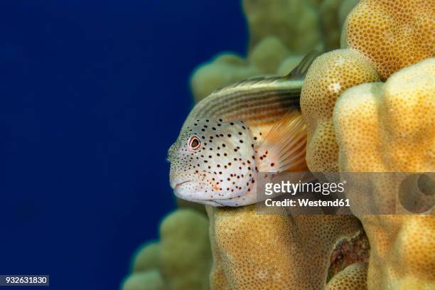 egypt, red sea, hurghada, forster's hawkfish - hawkfish stock-fotos und bilder