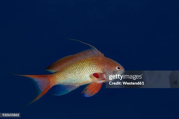 egypt, red sea, hurghada, jewel fairy basslet - basslet stock pictures, royalty-free photos & images