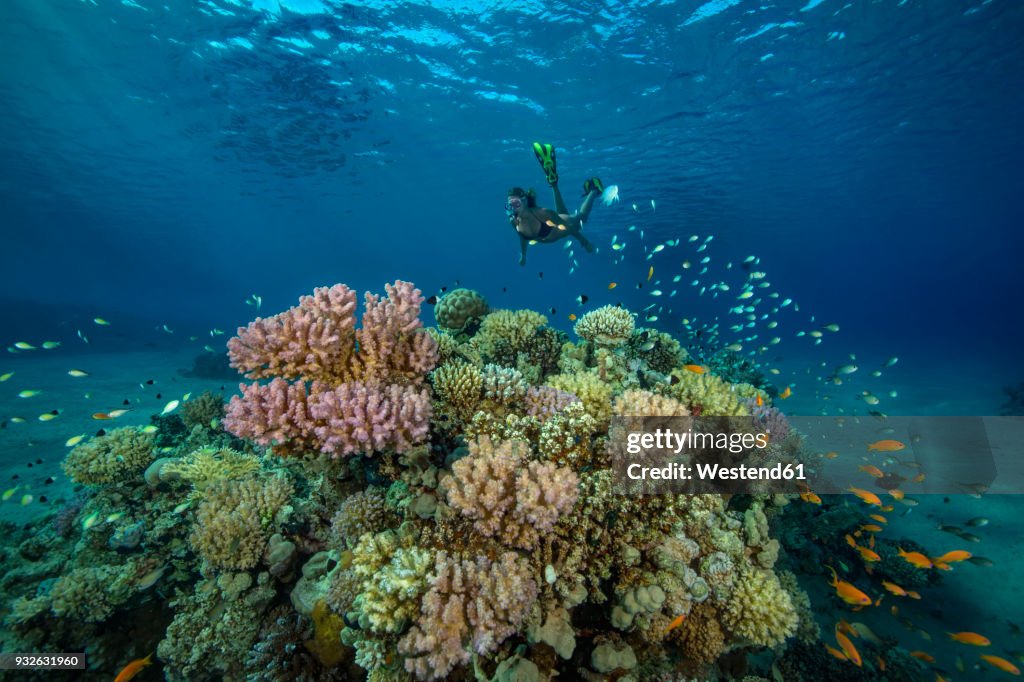 Egypt, Red Sea, Hurghada, teenage girl snorkeling at coral reef