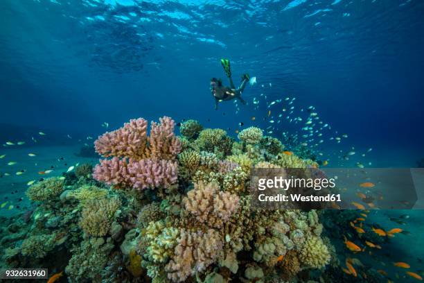 egypt, red sea, hurghada, teenage girl snorkeling at coral reef - snorkling red sea stock pictures, royalty-free photos & images