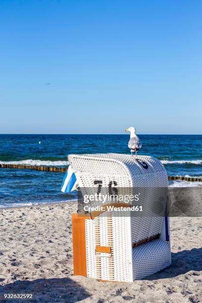 germany, mecklenburg-western pomerania, baltic sea seaside resort kuehlungsborn, hooded beach chair and seagull - beach shelter stock-fotos und bilder