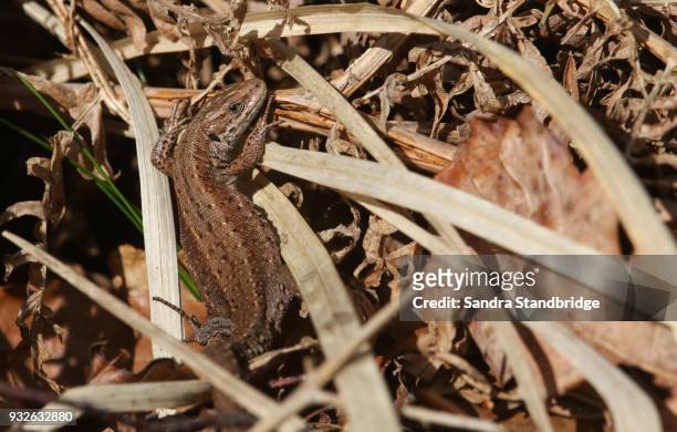 a stunning common lizard (lacerta zootoca vivipara) warming itself in the undergrowth in the spring sunshine. - lacerta vivipara stock pictures, royalty-free photos & images