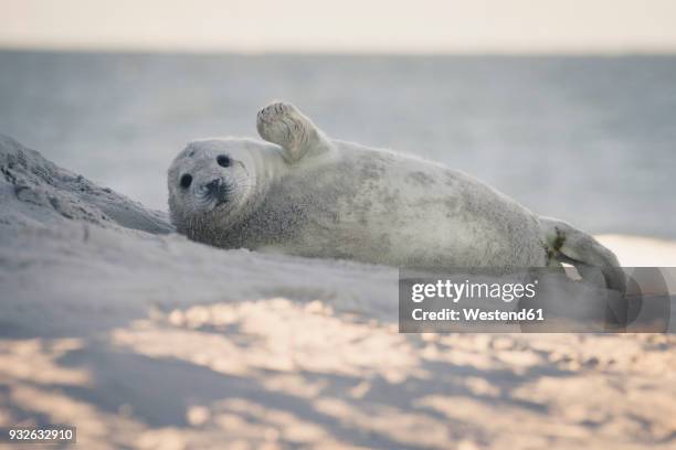 germany, helgoland, grey seal pup lying on the beach - helgoland stock-fotos und bilder