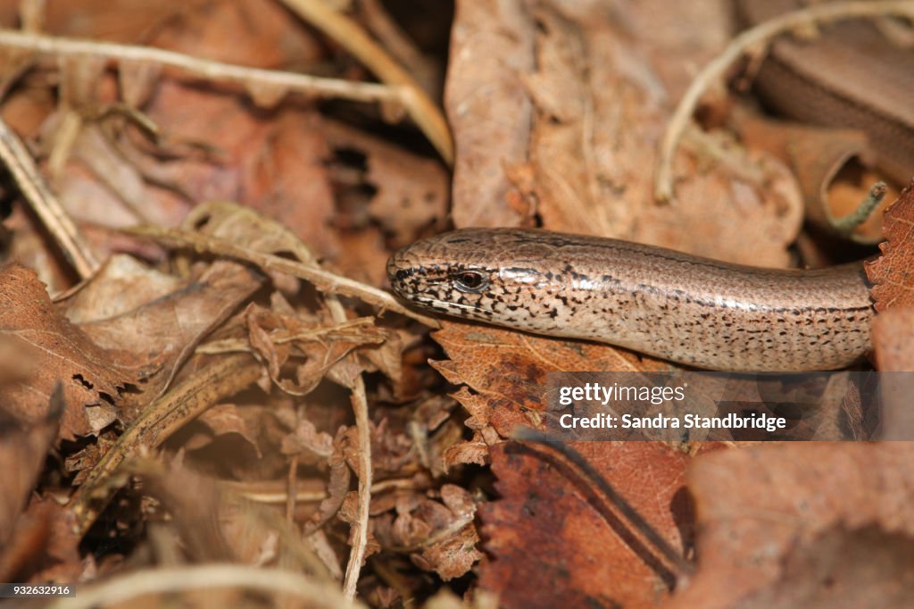 A head shot of a beautiful Slow worm (Anguis fragilis) poking its head out of leaves on the ground.