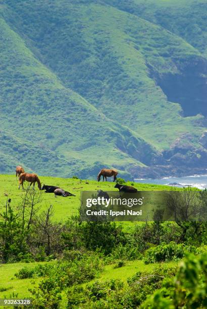 horses and cows on the mountain by the sea - okinoshima stock pictures, royalty-free photos & images