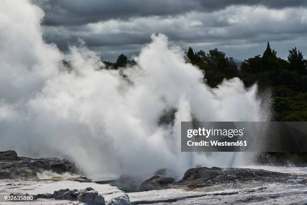 new zealand, north island, wai-o-tapu, pohutu geyser - thermophile stockfoto's en -beelden