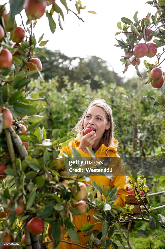 Young woman eating apple from tree in orchard
