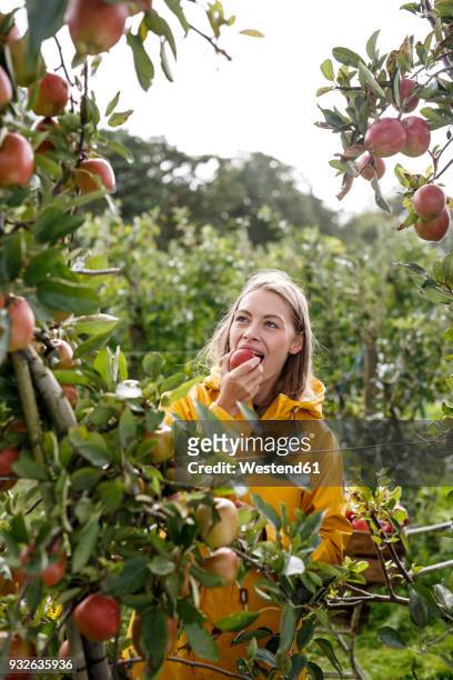 young woman eating apple from tree in orchard - apple picking stockfoto's en -beelden