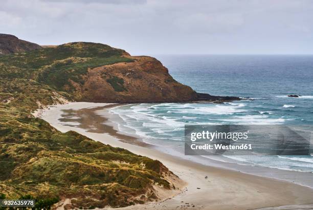 new zealand, south island, dunedin, otago peninsula, sandfly bay - sandfly bay stock pictures, royalty-free photos & images